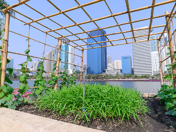 Comparison of Urban Food Growing in Southeast&nbsp;Asia